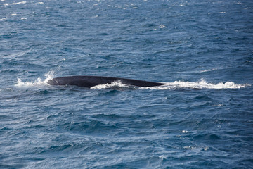 Blue whale watching safari in Sri Lanka. Blue whale in the open sea.