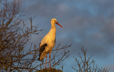 Stork Bird Winter Europe