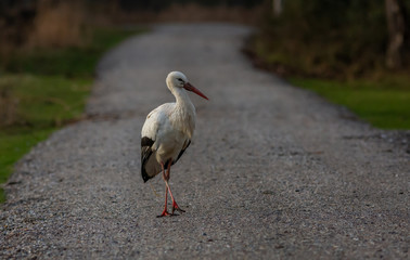 Stork Bird Winter Europe
