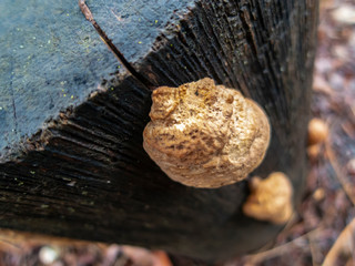 Original selective focus macro of beautiful beige porous Polypore Fungus growing on a oak stump black color. Blurred gray and black background. Unusual design from nature itself. Diagonal concept.