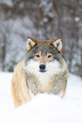 Male wolf stands in the snow in beautiful winter forest