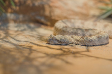 Field's Horned Viper , Pseudocerastes fieldi.