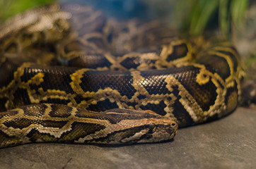 Burmese Python,Python bivittatus