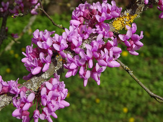 Blüten des Judasbaumes