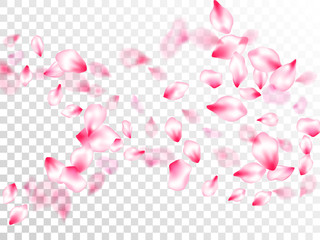 Spring blossom isolated petals flying