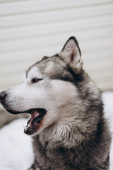 portrait of funny dog alaskan malamute. selective focus