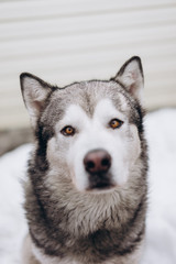 portrait of funny dog alaskan malamute. selective focus