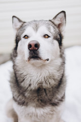 portrait of funny dog alaskan malamute. selective focus