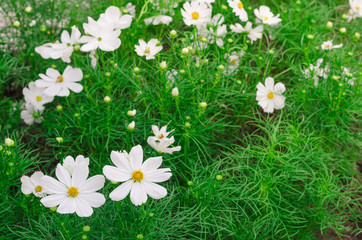 White cosmos Flowers in the garden