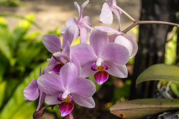 Beautiful orchid park has Dendrobium family flower in spring season at Ratchaburi Province of...