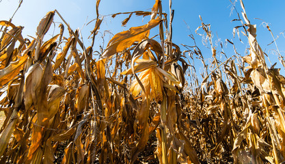 Ripe corn on stalk in field before harvest