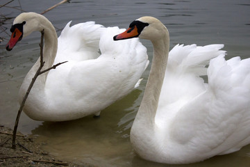 White swans on the shore of an artificial pond. The graceful birds of the swans swim on the clear water of the lake. 