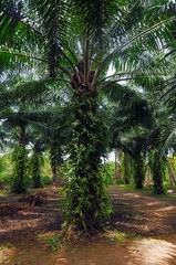 Obraz premium Alley through the oil palm plantation at Pathio district of Chumphon province of Thailand