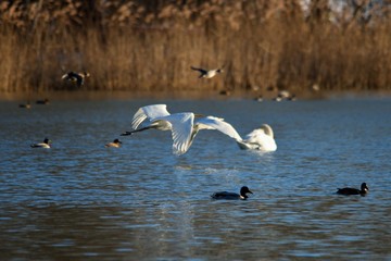 Flight white egret in Danubian wetland, Slovakia, Europe