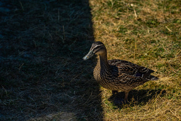 great duck close up photography, lovely little duck on gras, 