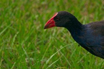 Closeup of purple swamphen (porphyria porphyria)