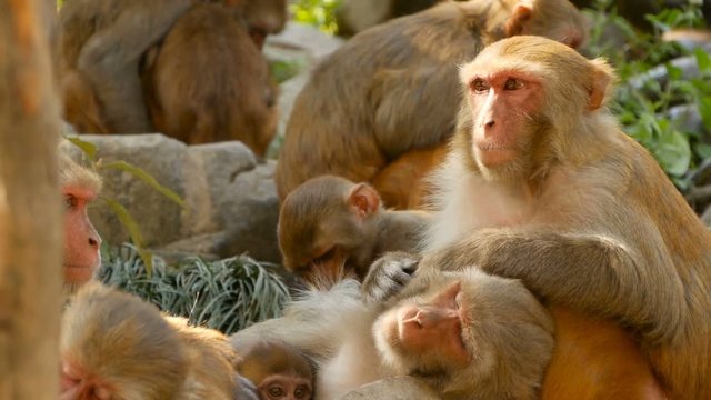 Group of rhesus macaques on rocks. Family of furry beautiful macaques gathering on rocks in nature and sleeping. Swayambhunath Stupa (Monkey Temple) in Kathmandu Nepal