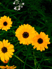 Orange calendula flowers. Blooming marigold flowers.Calendula on the sunny summer day. Close up.Medicinal herbs. Summer flower background. field of blooming yellow flowers.garden background.