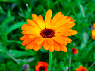 Orange calendula flowers. Blooming marigold flowers.Calendula on the sunny summer day. Close up.Medicinal herbs. Summer flower background. field of blooming yellow flowers.garden background.