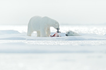 White polar bear on drifting ice with snow feeding on killed seal, skeleton and blood, Svalbard, Norway. Bloody nature and big animal behaviour in the Arctic. Two polar bears in the water, white ice. © ondrejprosicky