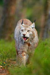 Lynx in green forest. Wildlife scene from nature. Walking Eurasian lynx, animal behaviour in habitat. Wild cat from Germany. Wild Bobcat between the trees. Hunting carnivore in autumn grass.