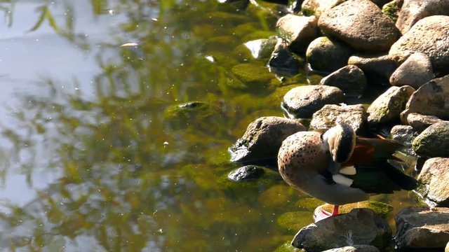 Duck Is Cleaning Up Near The Lake