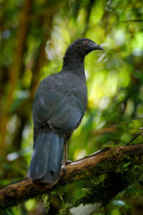 Black Guan, Chamaepetes unicolor, portrait of dark tropical bird with blue bill and red eyes, orange bloom flower in the background, animal in the mountain tropical forest in Savegre, Costa Rica.