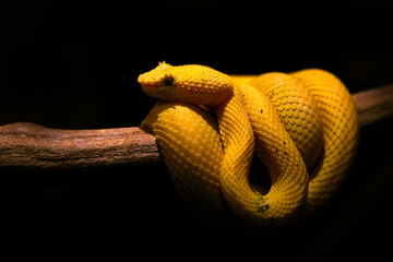Eyelash Palm Pit Viper. Poison snake from Costa Rica. Yellow Eyelash Palm Pitviper, Bothriechis schlegeli, on green moss branch, nature habitat, Panama. Hidden animal in tropic forest.