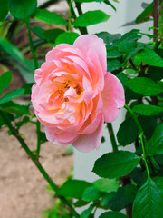 Natural pink roses background. Rose flower bouquet - wedding, holiday and floral garden styled concept. Valentine's day background with pink roses. Love concept valentines day. Copy space. Top view.