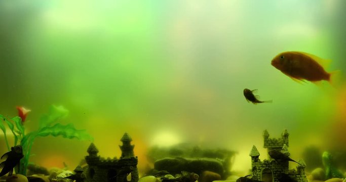 an fish tank full of Algae Eaters