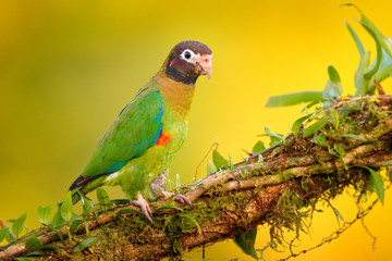 Brown-hooded Parrot, Pionopsitta haematotis, portrait of light green parrot with brown head. Detail close-up portrait of bird from Central America. Wildlife scene from tropical nature.