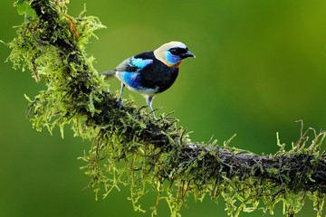Golden-hooded Tanager, Tangara larvata, exotic tropical blue bird with gold head from Costa Rica. Tanager sitting on the branch. Green mossy stick in the forest with bird. Wildlife scene from nature.