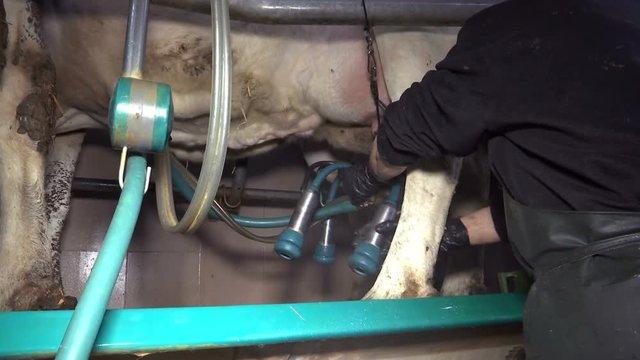Milking Cows On Dairy Farm / Milking Cows on farm, women working with dairy equipment