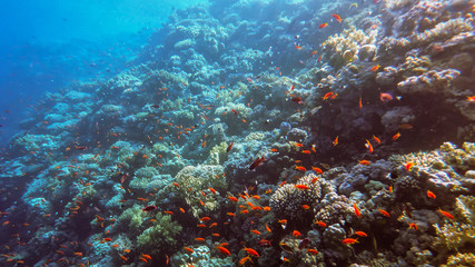 Fototapeta na wymiar the underwater world of the Red Sea, corals, a flock of fish antias golden