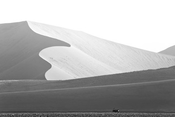 Gemsbok with orange sand dune evening sunset. Gemsbuck, Oryx gazella, large antelope in nature...