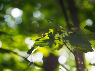 Maple leaves are large. Green Krona maple
