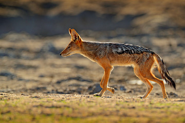 Jackal and evening sunlight. Black-Backed Jackal, Canis mesomelas mesomelas, portrait of animal with long ears, Tanzania, South Africa. Beautiful wildlife scene from Africa with nice sun light.