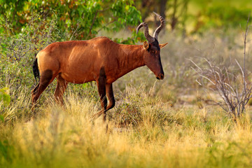 Naklejka na ściany i meble Red Hartebeest, Alcelaphus buselaphus caama, detail portrait of big brown African mammal in nature habitat. Sassaby, in green vegetation, Kruger National Park, South Africa.