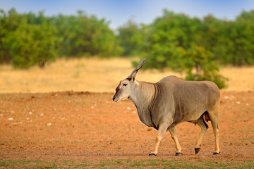 Eland anthelope, Taurotragus oryx, big brown African mammal in nature habitat. Eland in green...