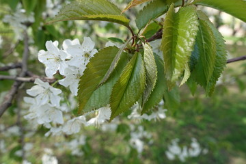 Fresh leaves and white flowers of cherry in April