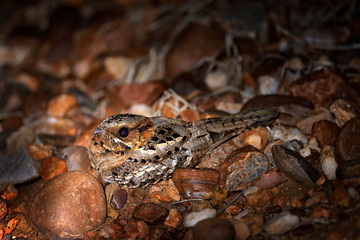 Mozambique Nightjar, Caprimulgus fossii, sitting on the road, Kruger NP, South Africa. Night bird...