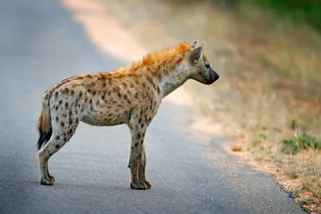 Abwaschbare Fototapete Hyäne Tüpfelhyäne, Crocuta crocuta, auf der. asphaltierte Straße. Tierverhalten aus der Natur, Wildtiere im Krüger Nationalpark, Afrika. Hyäne im Savannenlebensraum.