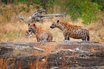 Hyène tachetée, Crocuta crocuta, deux animaux en colère avec prise. Petit hippopotame dans le museau des hyènes. Comportement animal de la nature, faune dans le parc national Kruger, Afrique. Hyène dans l& 39 habitat de la savane.