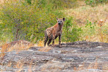 Naklejka na ściany i meble Spotted hyena, Crocuta crocuta, on grey stone mountain. Animal behaviour from nature, wildlife in Kruger National Park, Africa. Hyena in savannah habitat.