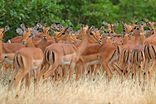 Beautiful impalas in the grass with evening sun, hidden portrait in vegetation. Animal in the wild nature . Sunset in Africa wildlife. Animal in the habitat, face portrait. Herd of animals.