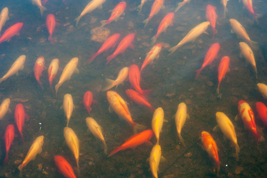 Red and yellow farmed fish under water