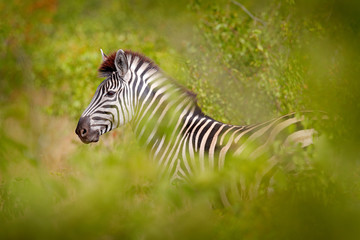 Plains zebra, Equus quagga, in the green forest nature habitat, hidden in the leaves, Kruger National Park, South Africa. Wildlife scene from African nature. Zebra sunset with trees.