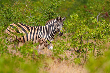 Obraz premium Plains zebra, Equus quagga, in the green forest nature habitat, hidden in the leaves, Kruger National Park, South Africa. Wildlife scene from African nature. Zebra sunset with trees.