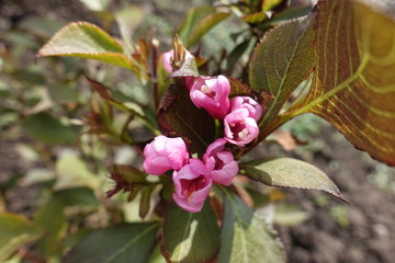 Opening tender pink flowers of weigela bush