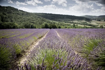Zelfklevend Fotobehang Champs de lavande - Provence - Sud de la France © Christophe